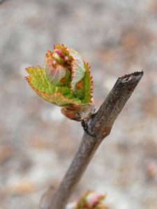 Lire la suite à propos de l’article Procédure de calamité agricole suite au gel du 4 au 8 avril 2021