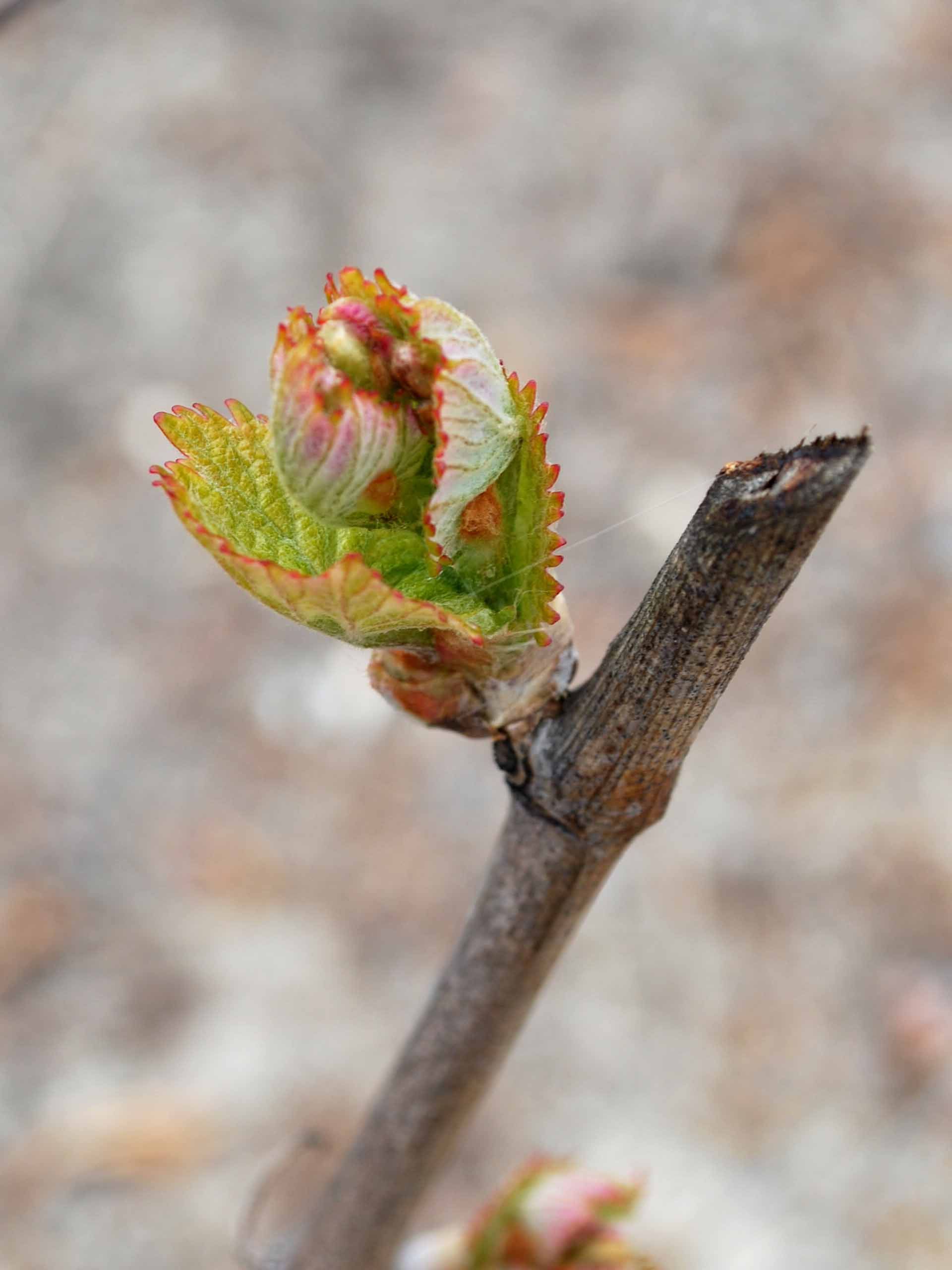 Lire la suite à propos de l’article Procédure de calamité agricole suite au gel du 4 au 8 avril 2021