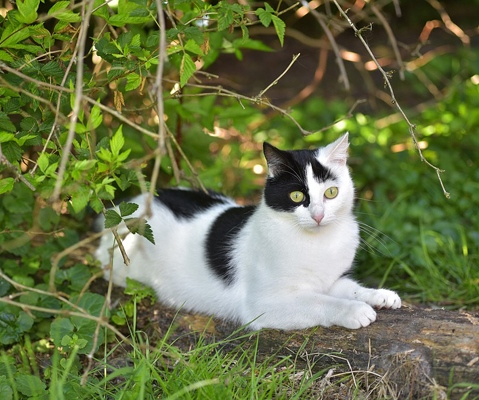 You are currently viewing Un projet pour les chats errants de Cers : appel à bénévoles