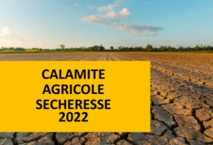 Lire la suite à propos de l’article Procédure calamités agricoles : températures élevées août 2022 – perte de récolte sur pommes