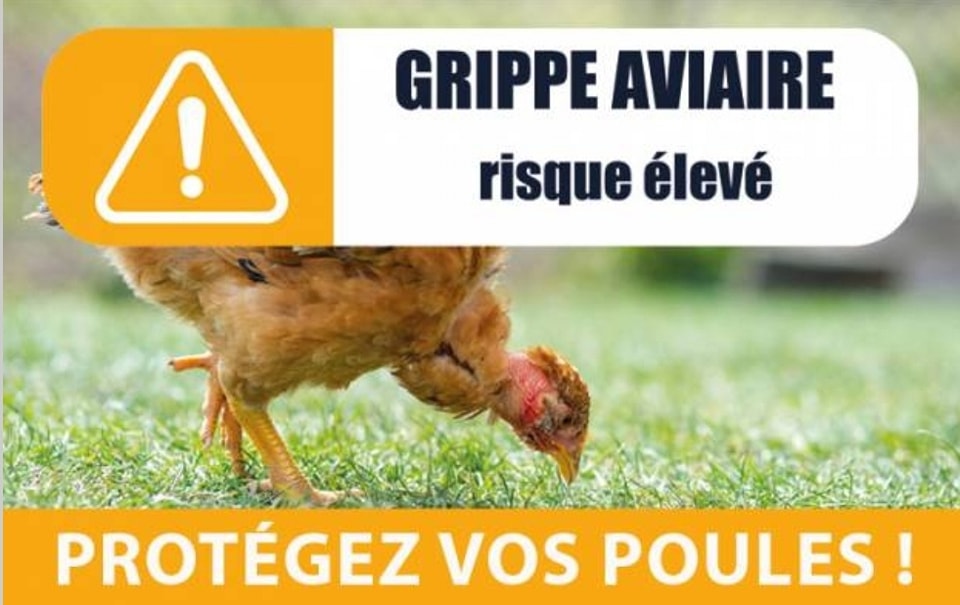 You are currently viewing Risque élevé de grippe aviaire